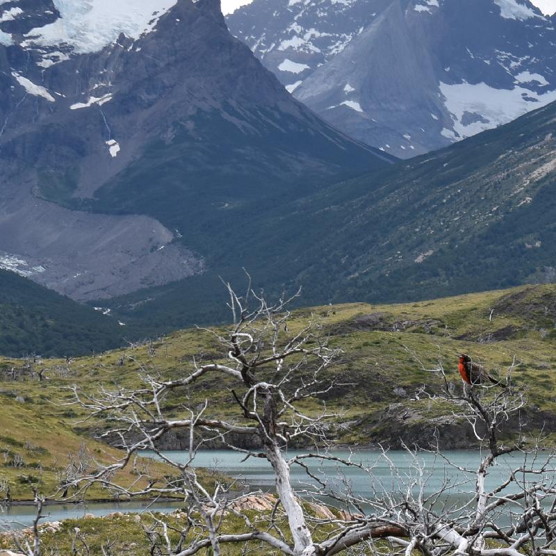 Etourneau rouge dans le parc Patagonia
